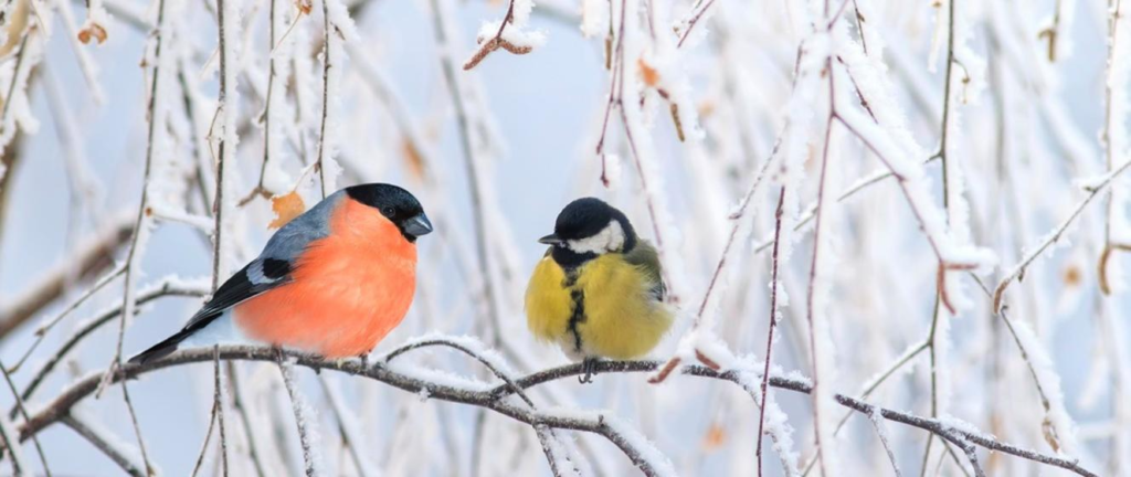 Jak zadbać o ptaki zimą? ? PSB ZŁOTE RĘCE Mrówka Żychlin